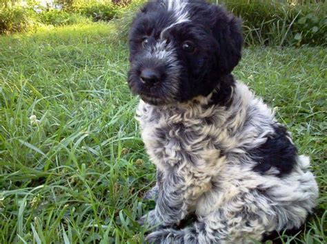 Get on the reserved list. . Heeler doodle puppies for sale